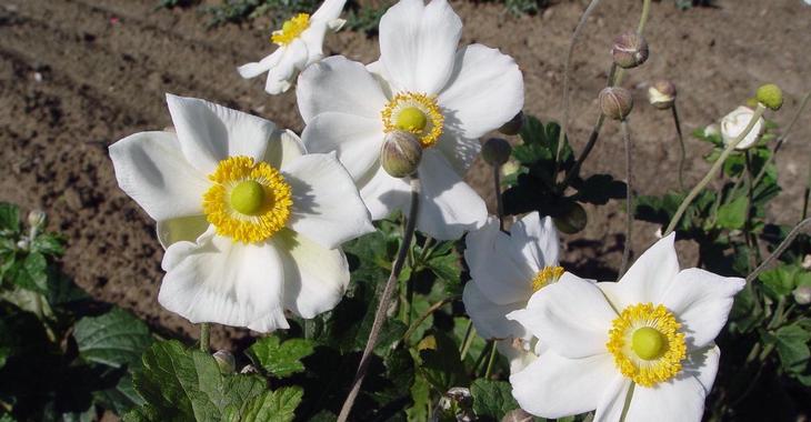 Anemone hybrida (x) 'Coupe d'Argent'